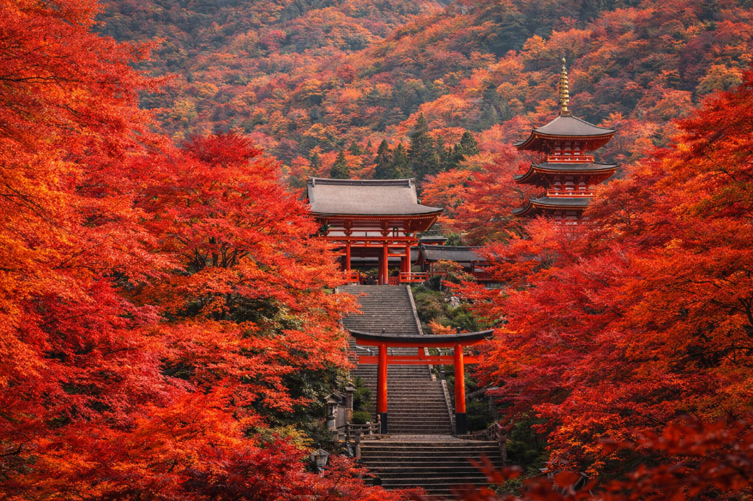 日本红叶全攻略｜神社与秋日慢旅行的深度体验