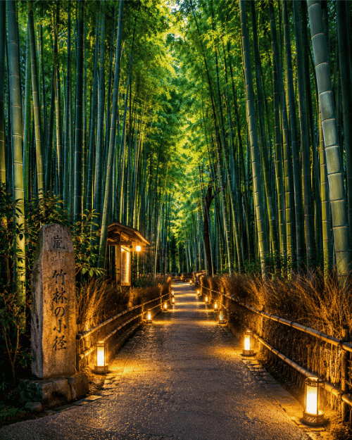 岚山竹林